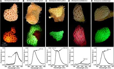 Photosynthesis and Bio-Optical Properties of Fluorescent Mesophotic Corals